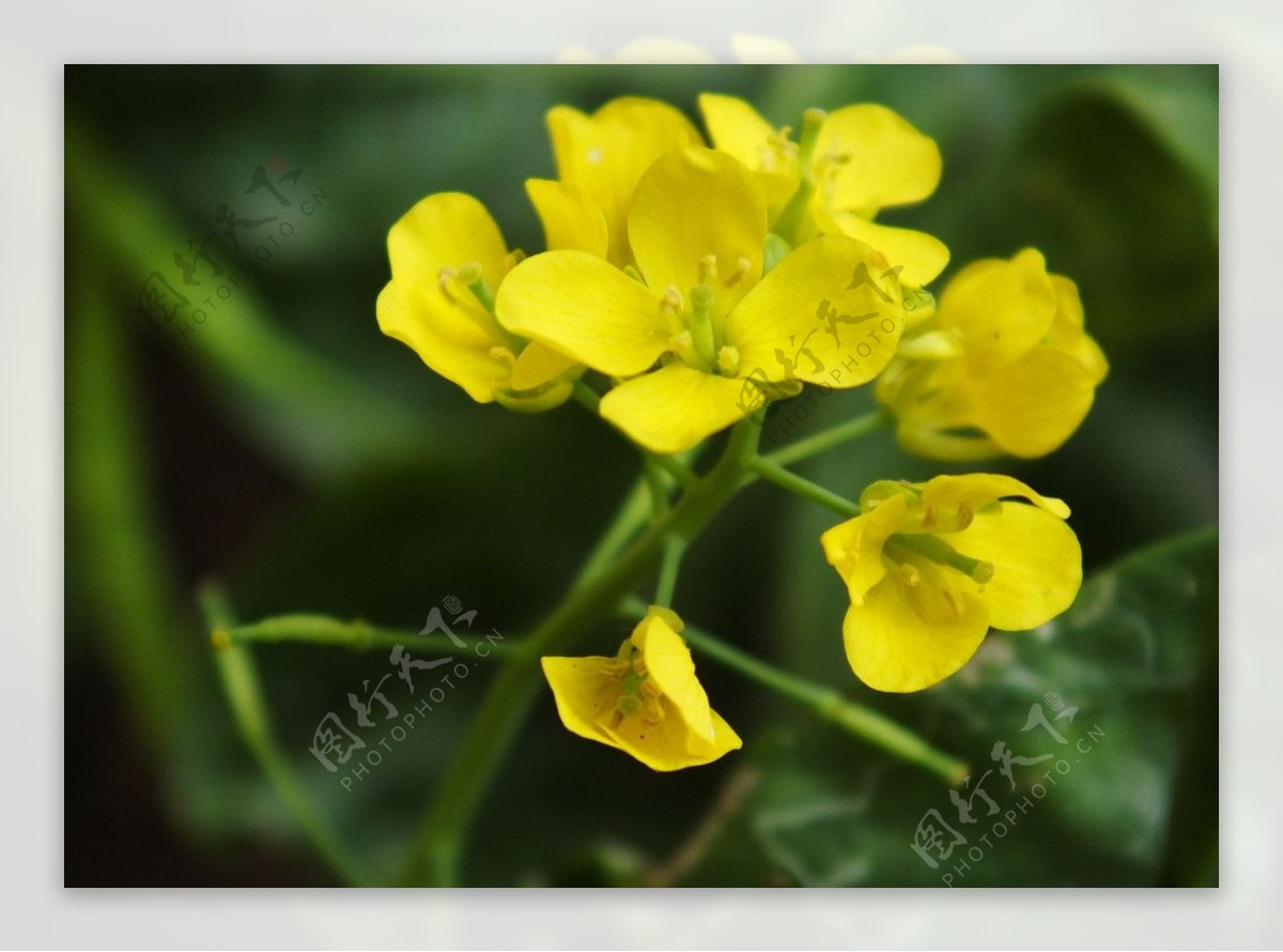 黄色花朵微距摄影图片