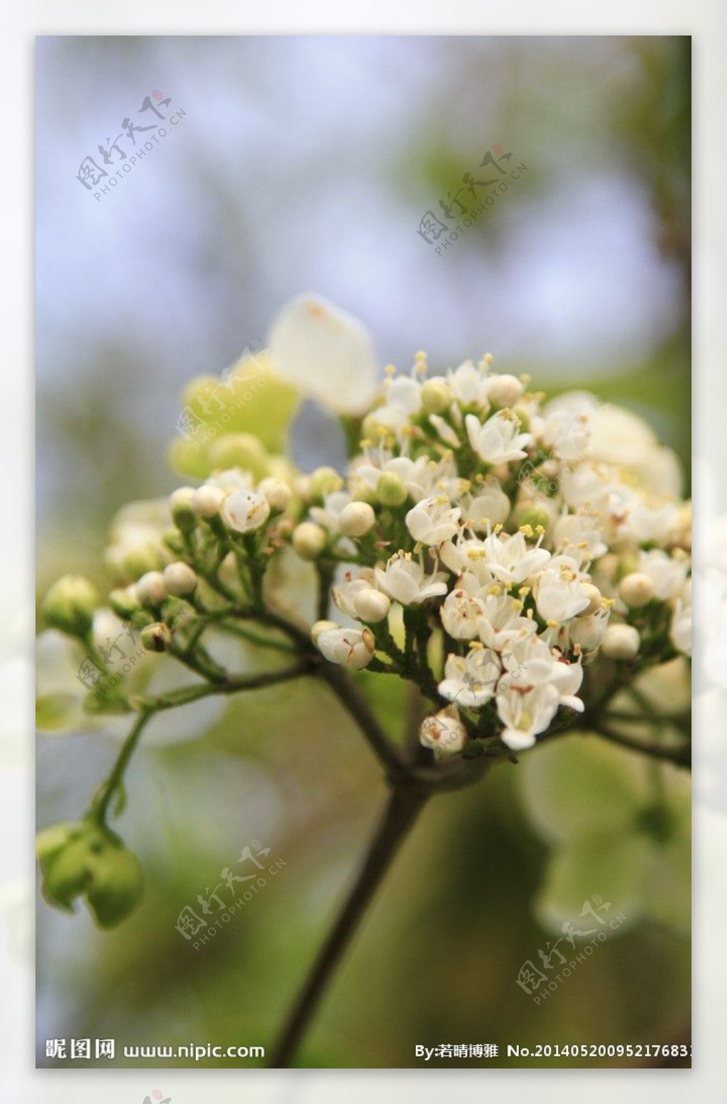 扬州瘦西湖花图片