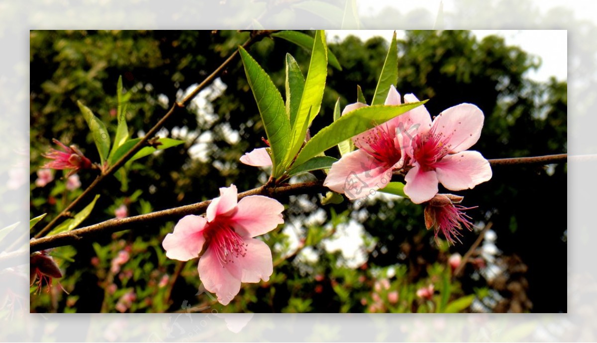 桃花满枝桃花图片