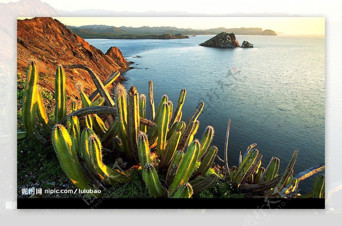 墨西哥Datil岛上的仙人掌图片