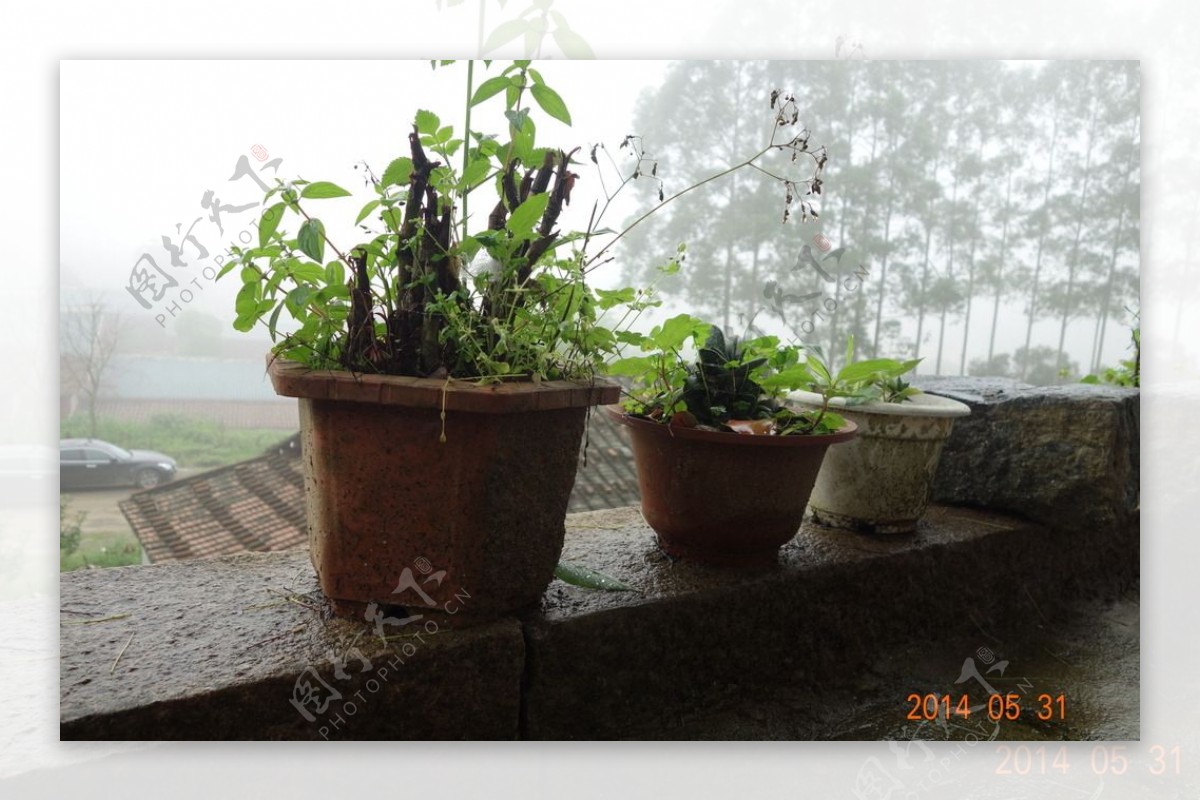 雨后的植物图片