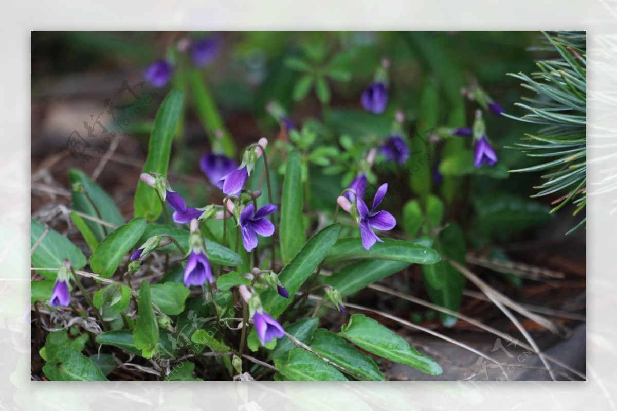 蓝紫色的小花图片