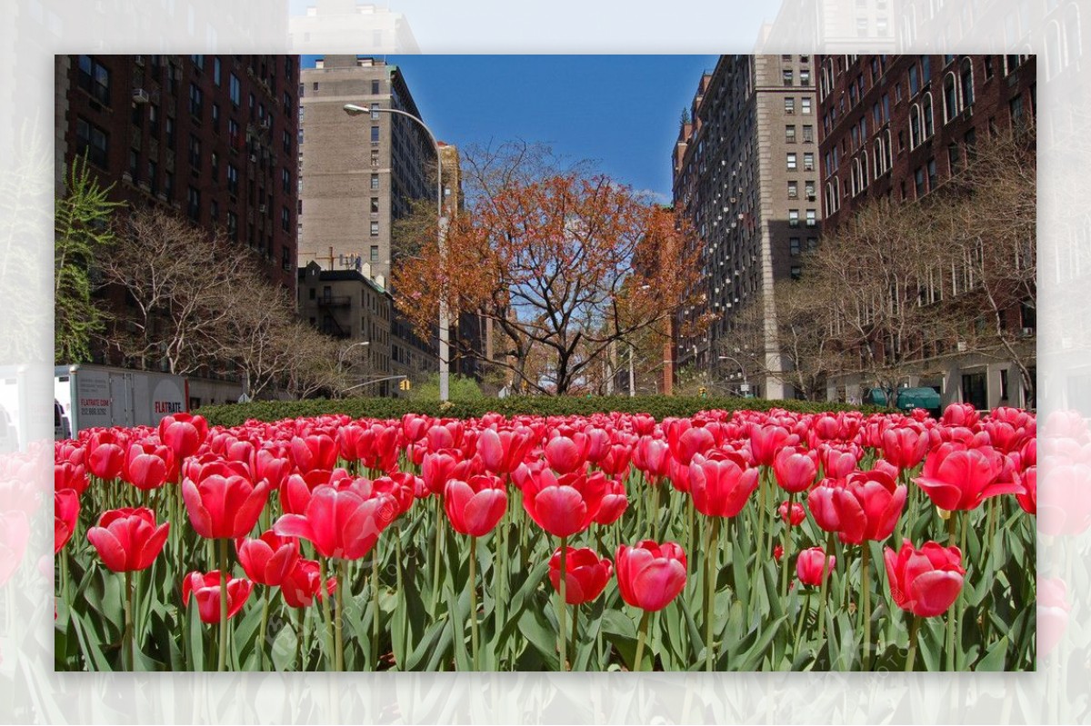 纽约街头郁金香花图片