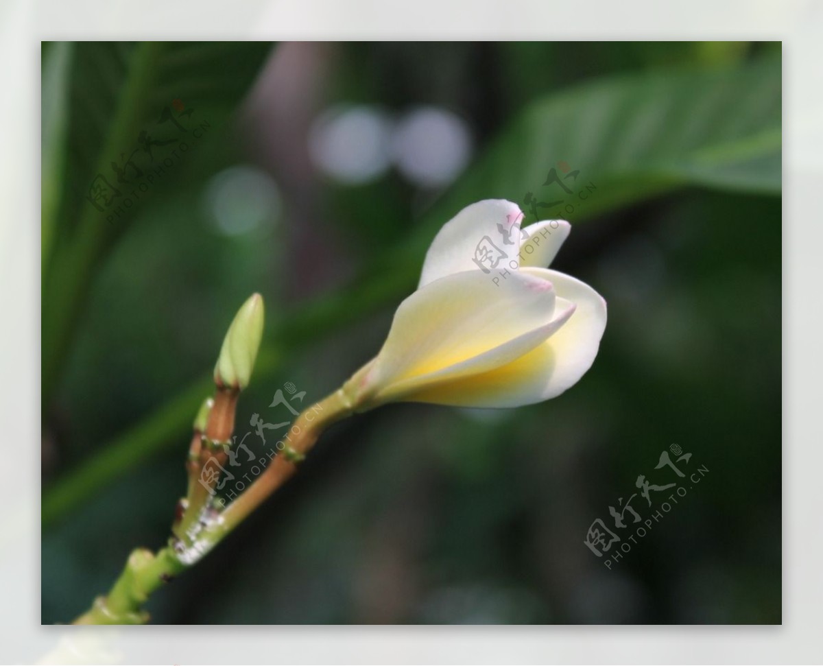 唯美鸡蛋花图片