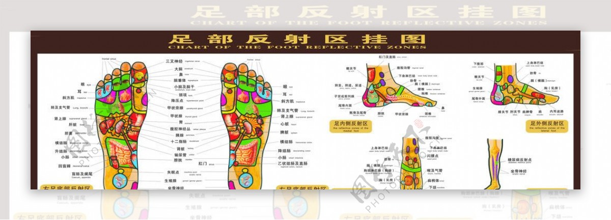 足部反射图片