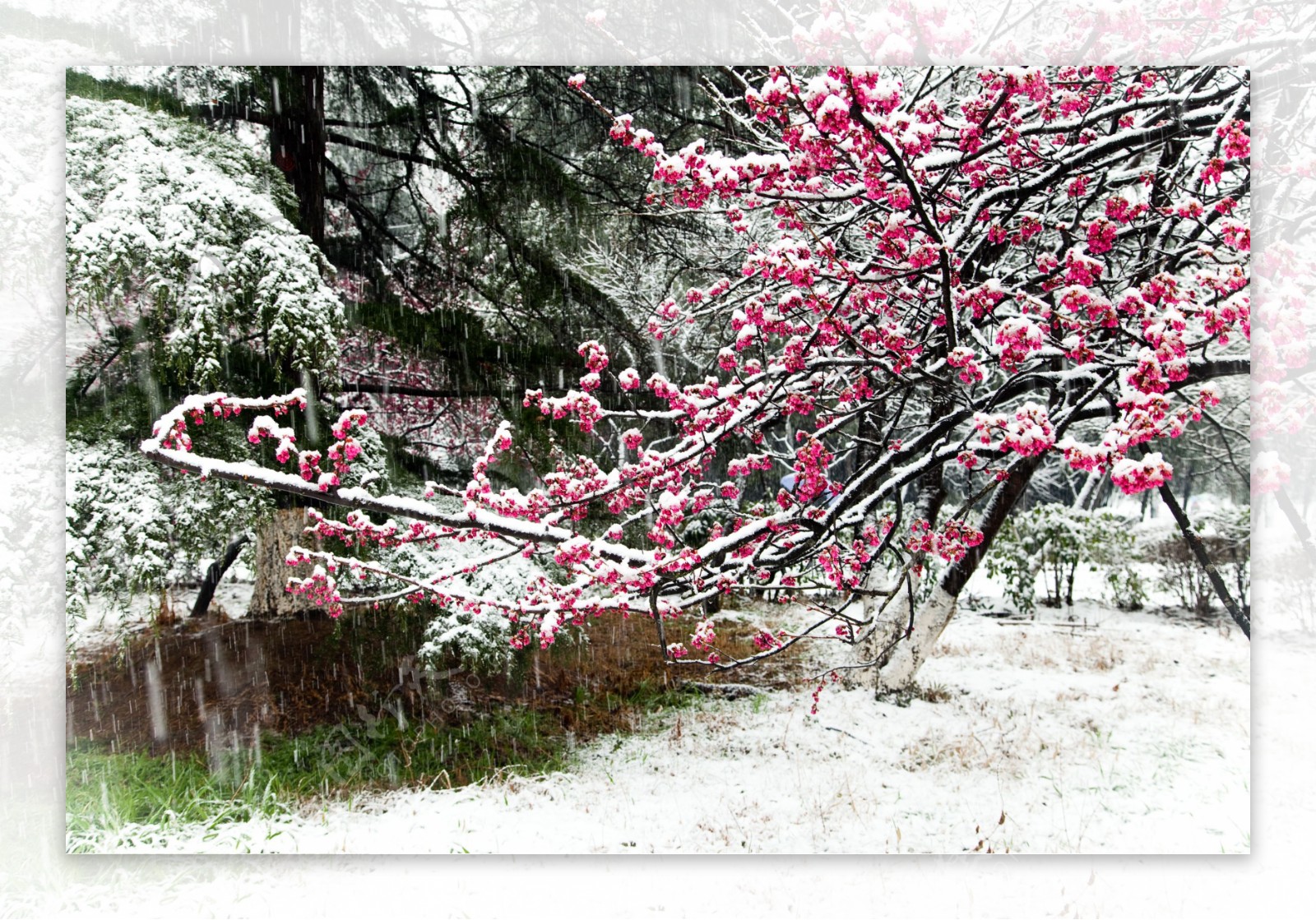 雪中红花图片