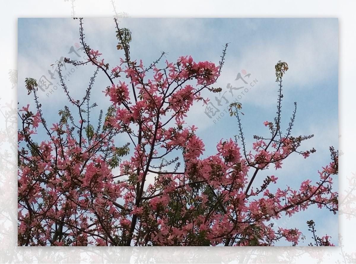 美丽异木棉花花卉花朵粉图片