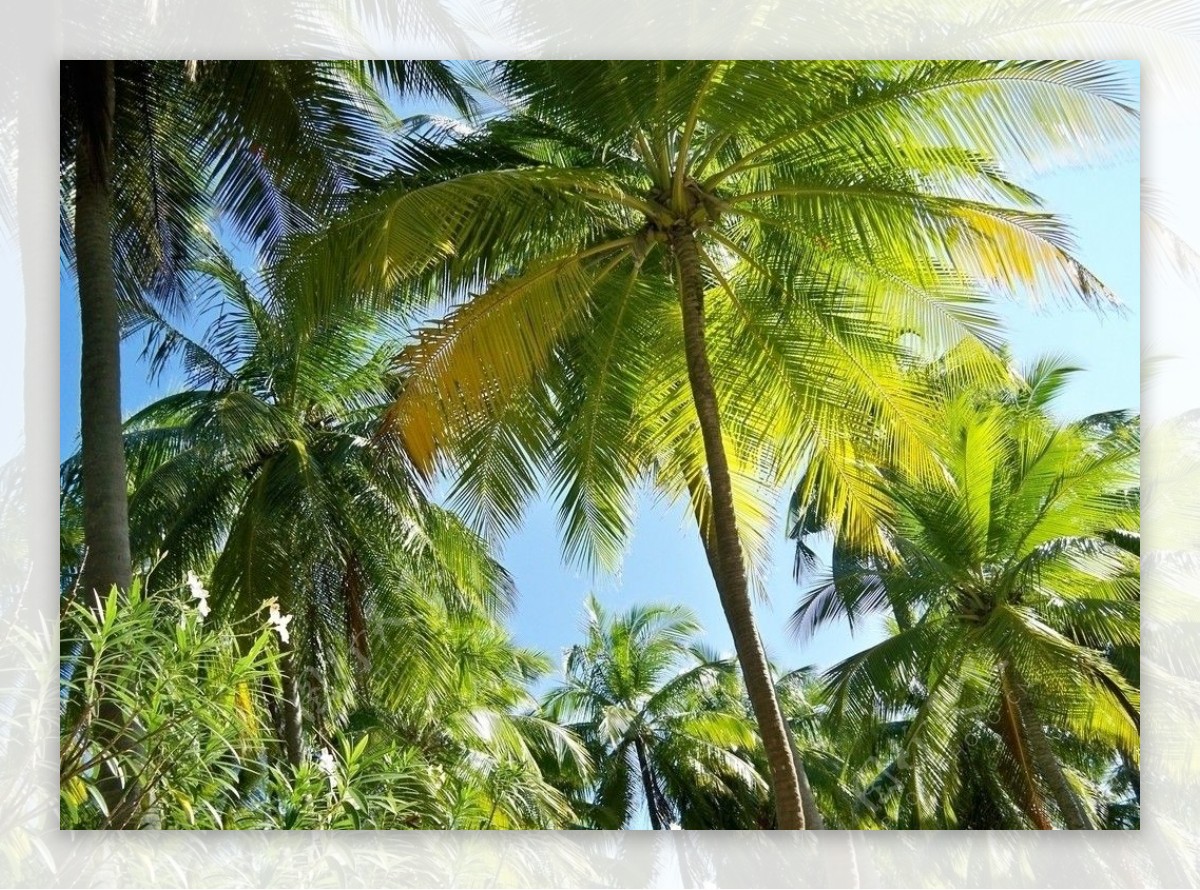 阳光下的椰子树图片