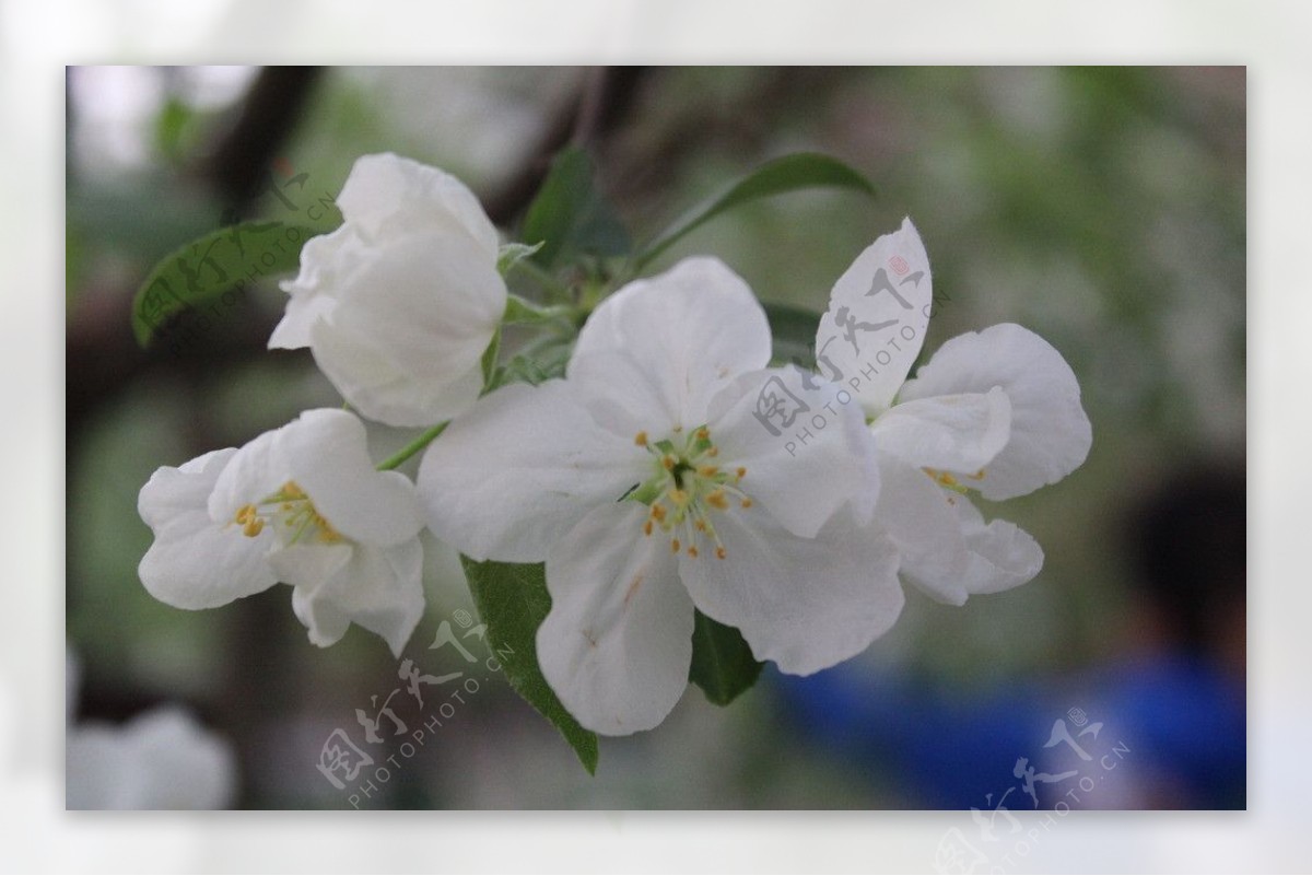 盛开的白色海棠图片