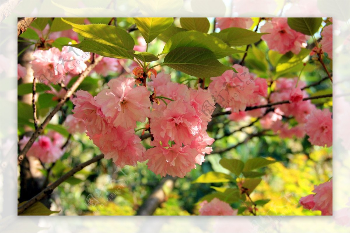 小桃园樱花图片