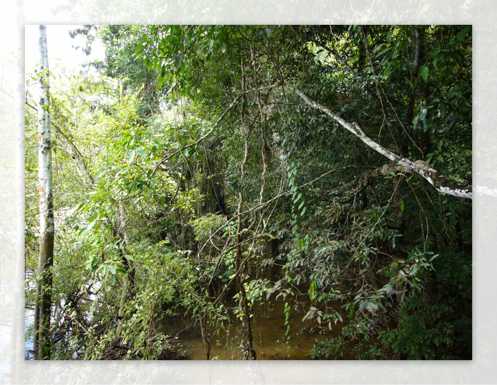 亚马逊河上的密林图片