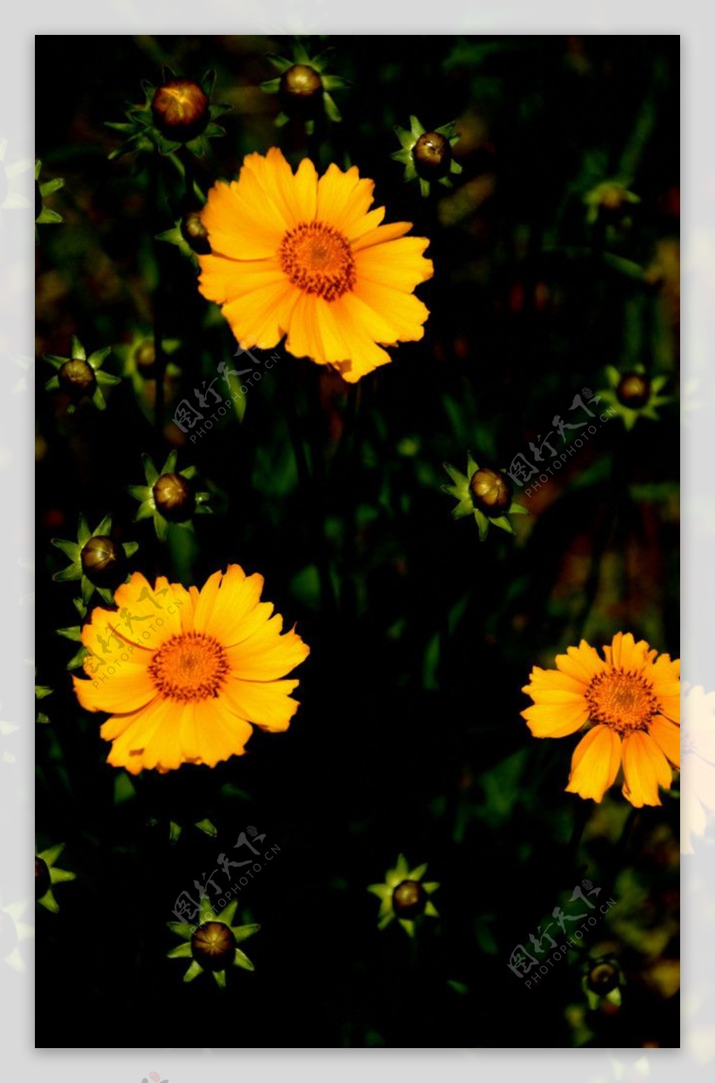 波斯菊的花与蕾图片