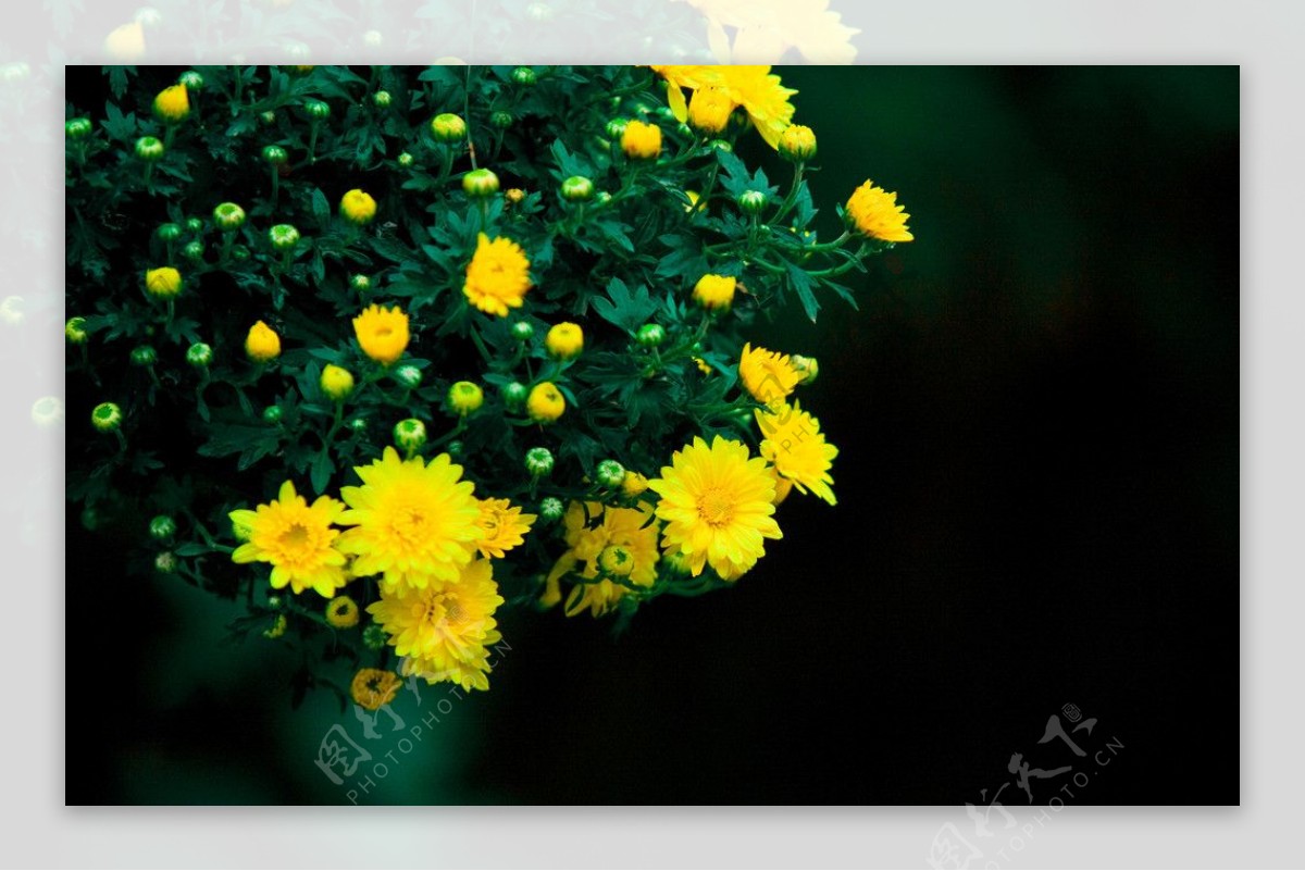 金黄的秋菊图片