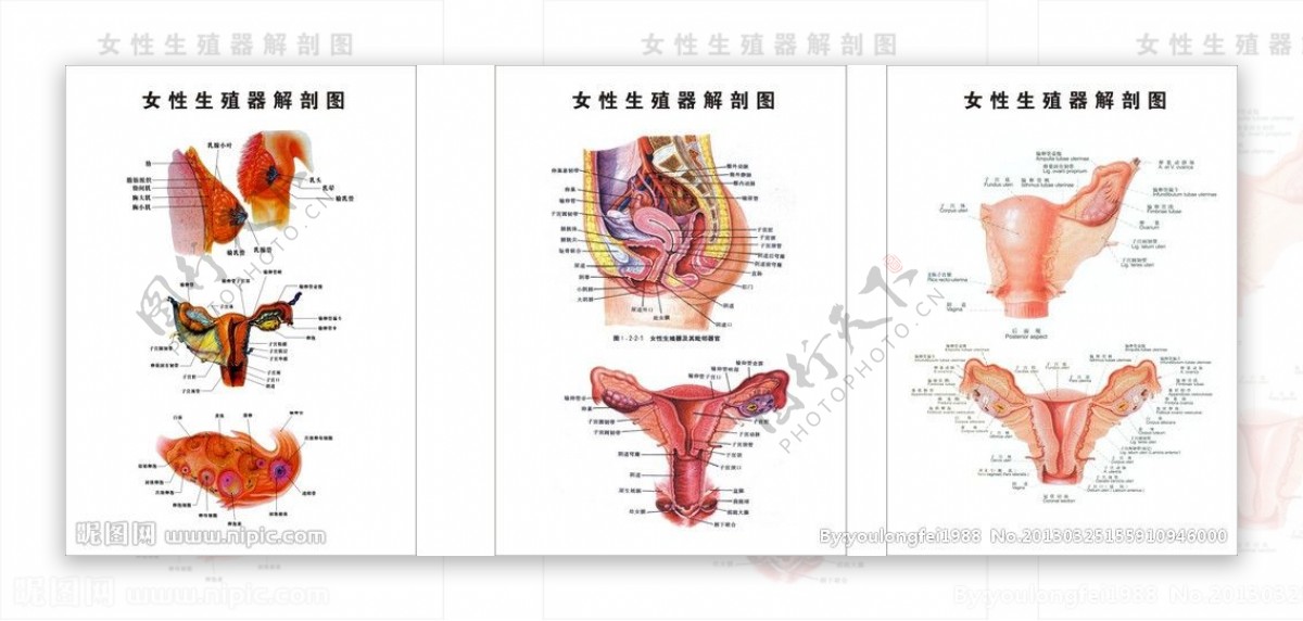 女性生殖器解剖图图片