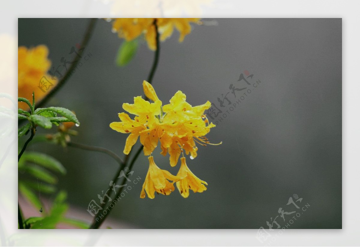 雨中黄杜鹃图片