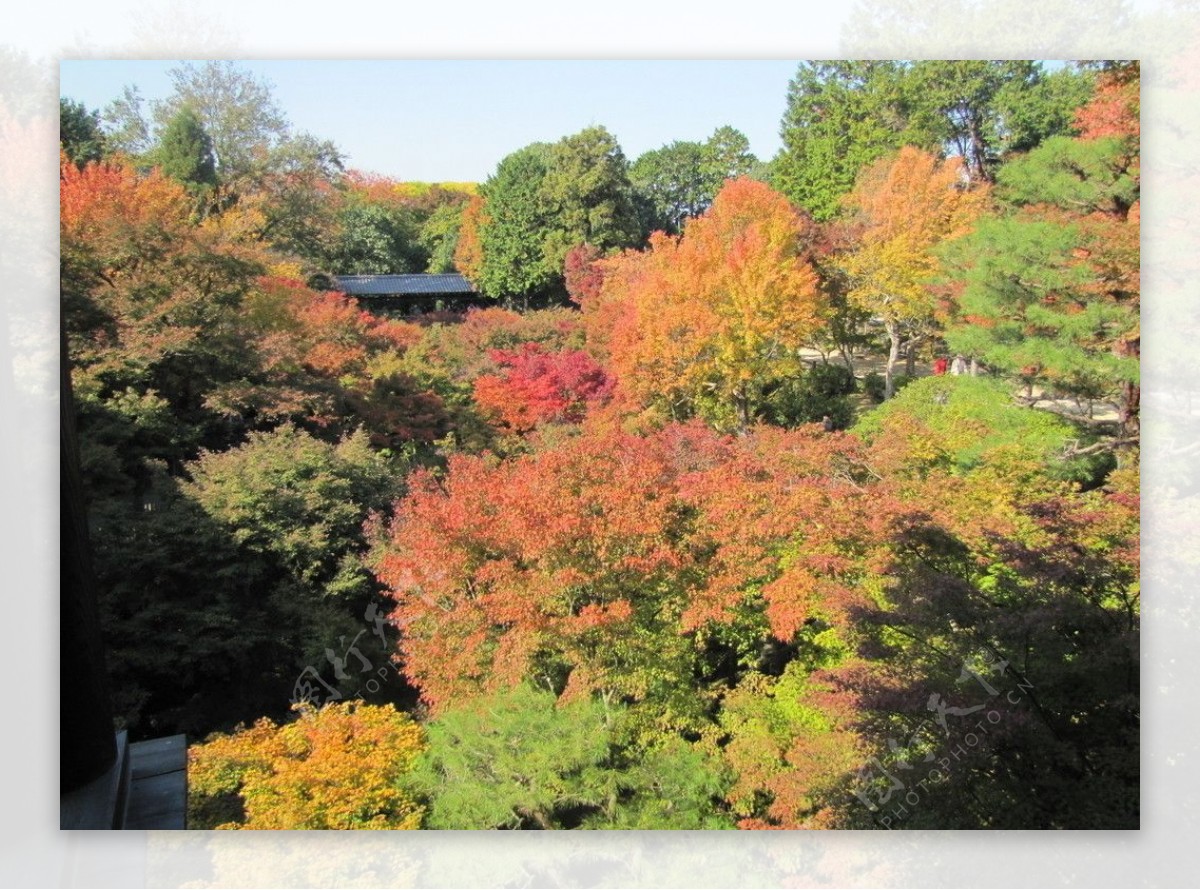 日本京都东福寺红叶图片