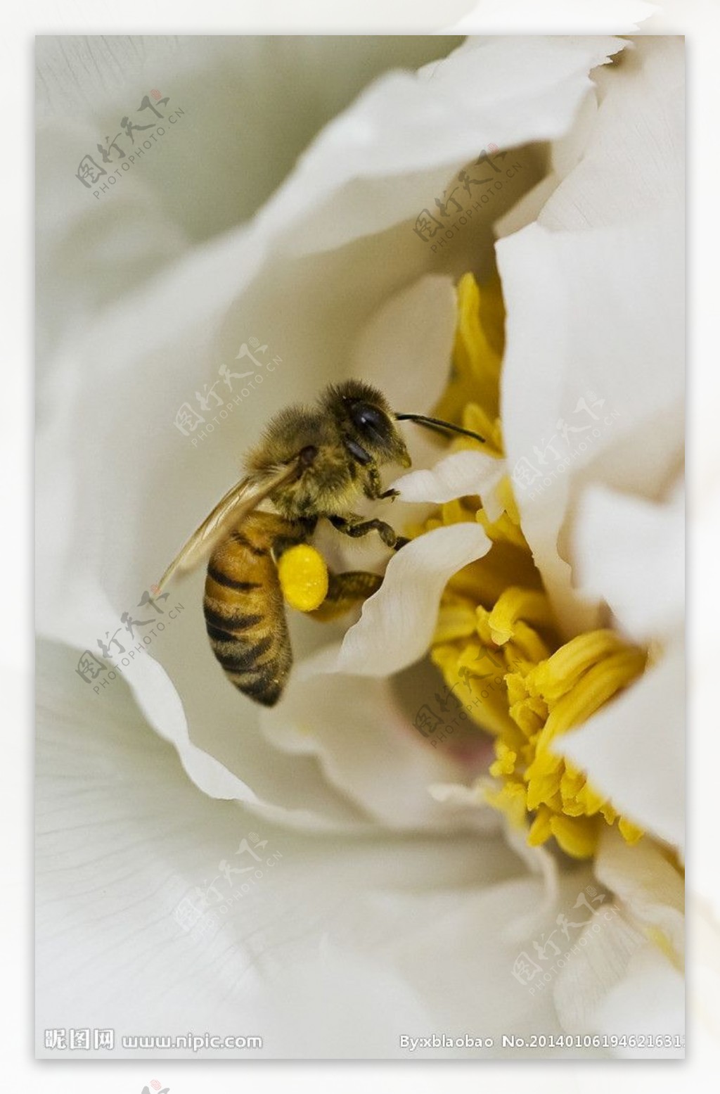 牡丹蜜蜂图片
