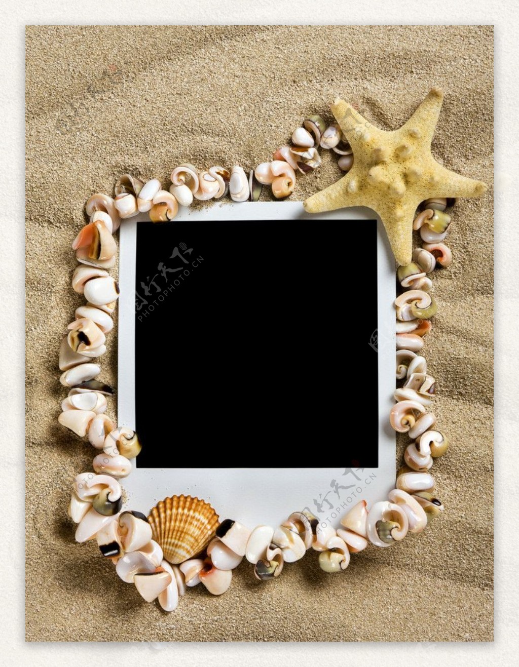 海星贝壳相片图片