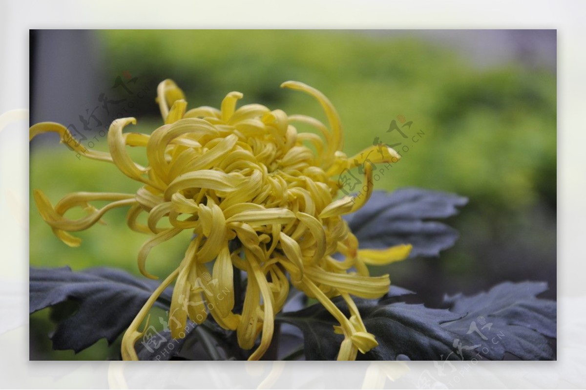 菊花黄色菊花展图片