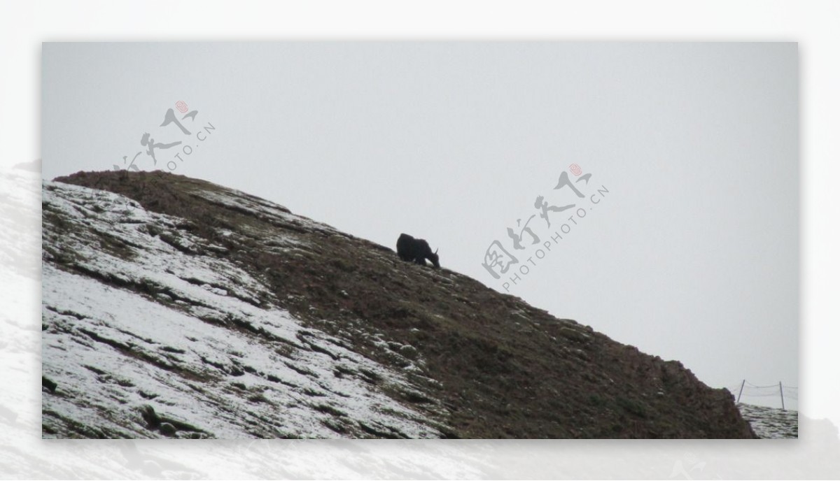 青藏高原的野牦牛图片