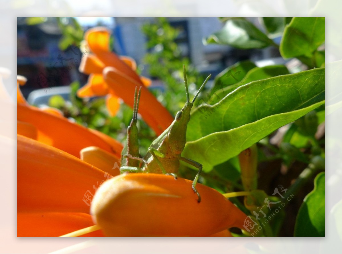 螳螂绿蚂蚱图片