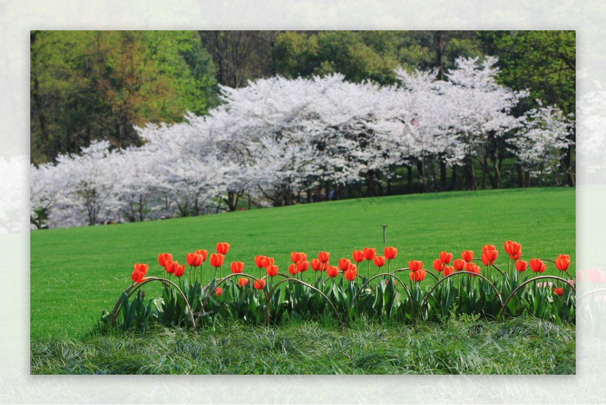 郁金香花园图片