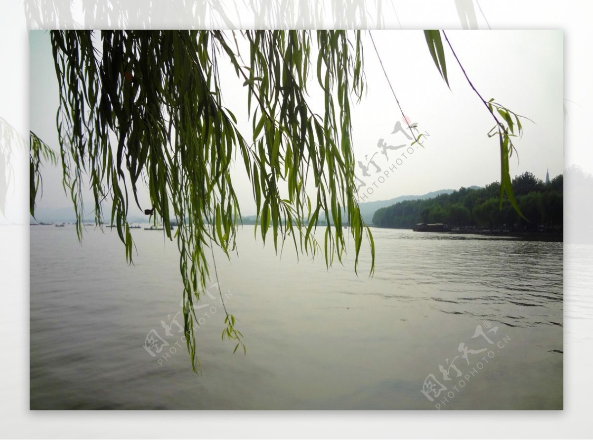 西湖垂柳图片