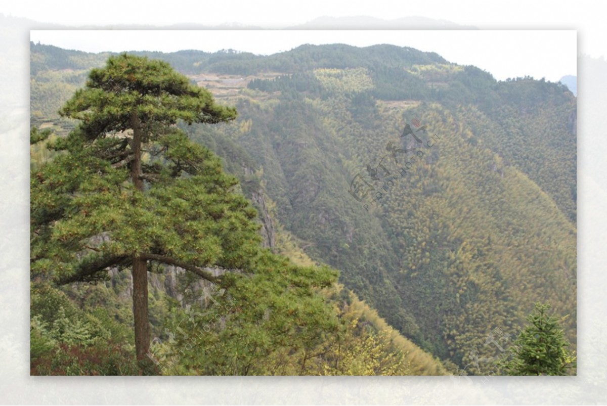 高山峭壁松树图片