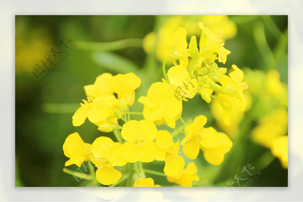 安义古村油菜花图片