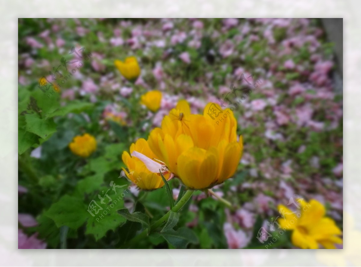 野菊花图片