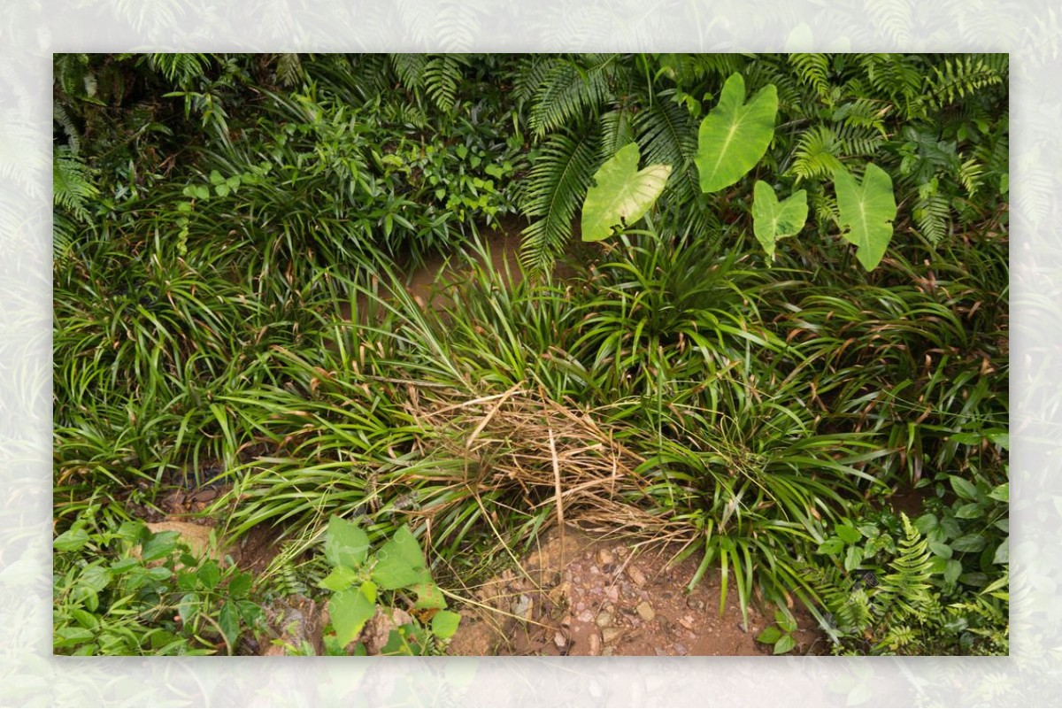 自然生态雨林植物景观图片