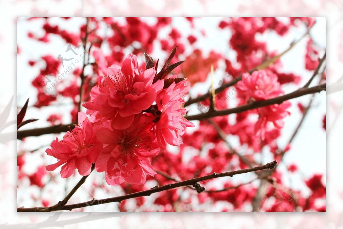 自然风景红色桃花图片