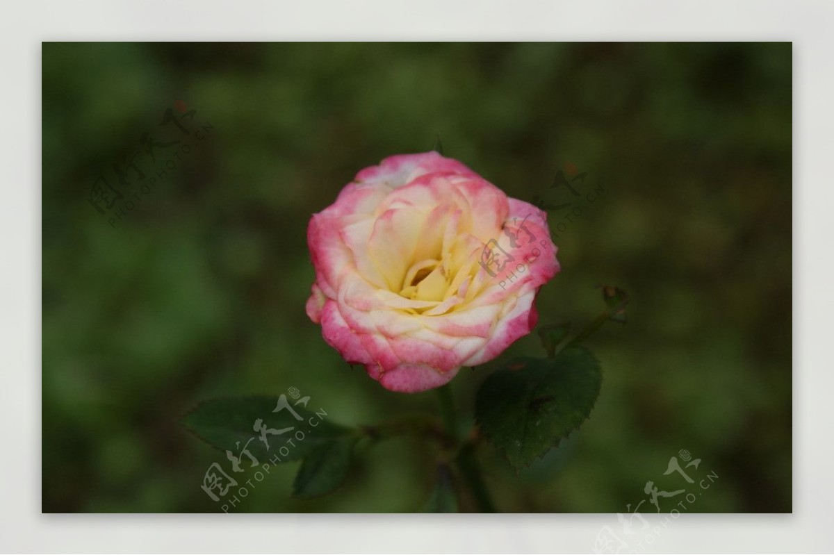 高清玫瑰花摄影图片