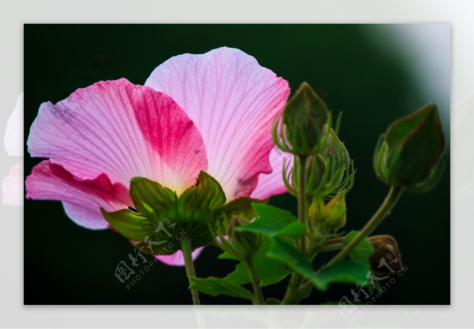 木芙蓉花图片