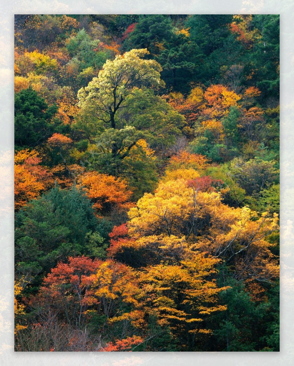 缤纷树木图片