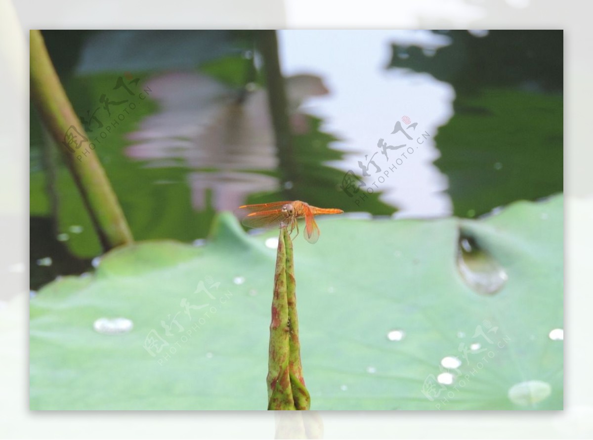 小荷蜻蜓图片