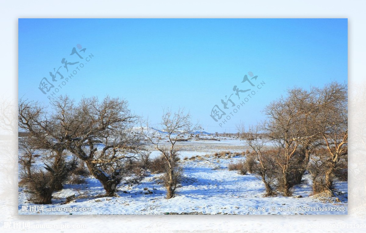 白杨河雪景图片