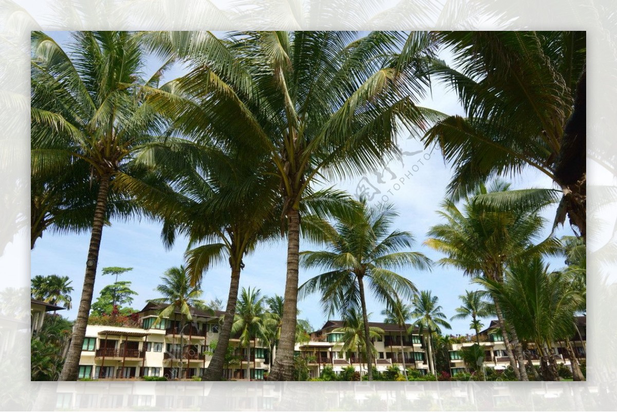 巴厘岛的酒店和棕榈树图片