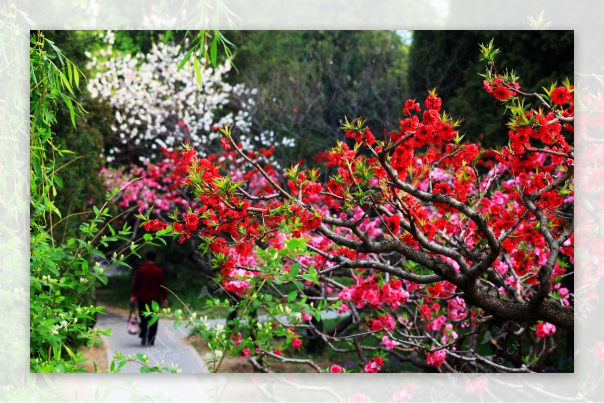 桃花桃树红花图片
