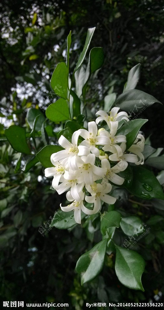 花开正茂图片