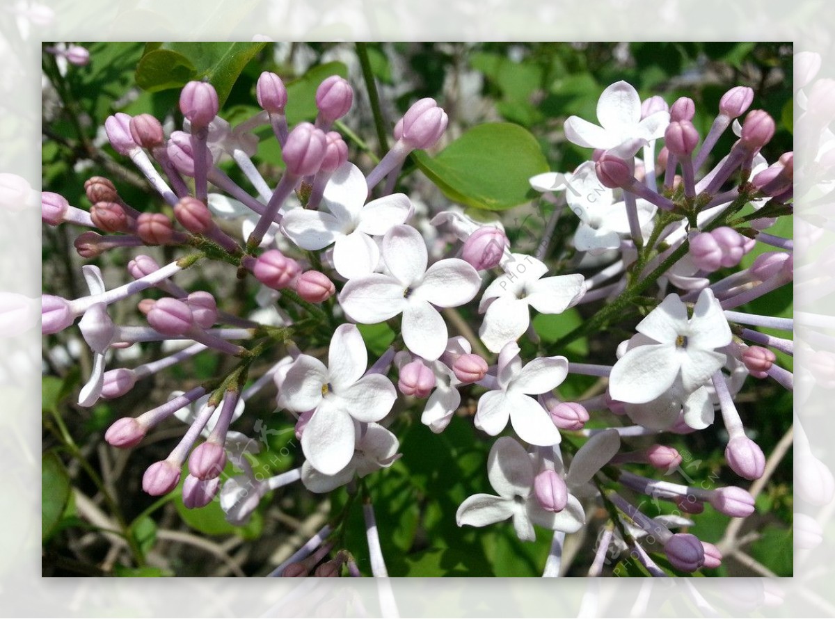 丁香花图片