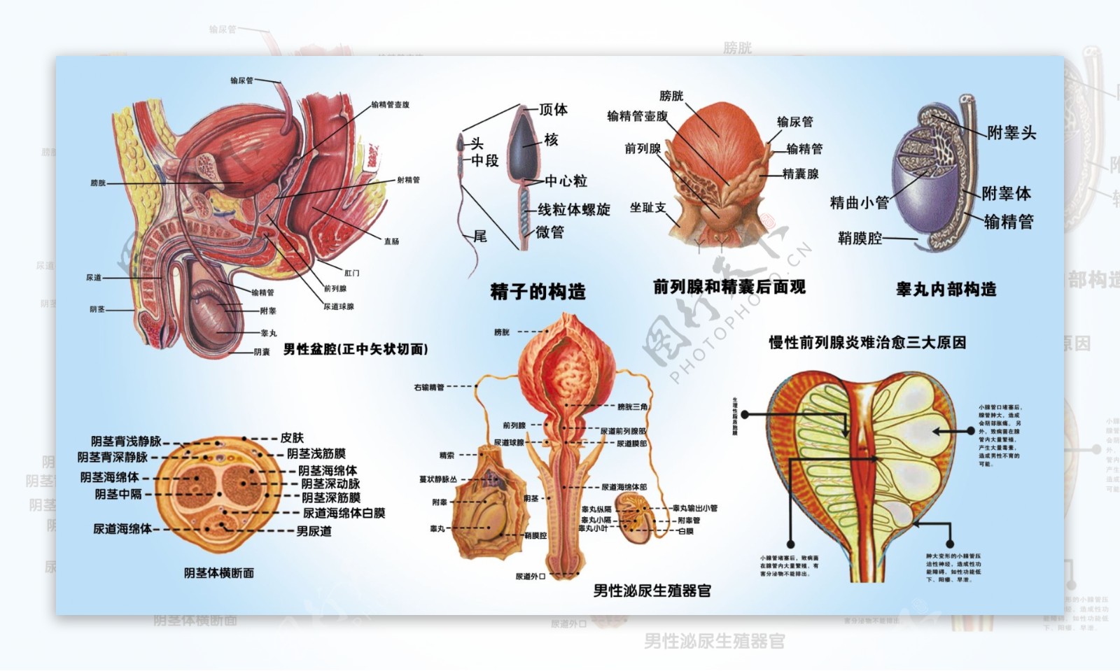 男性生殖系统解剖图图片素材-编号19191610-图行天下