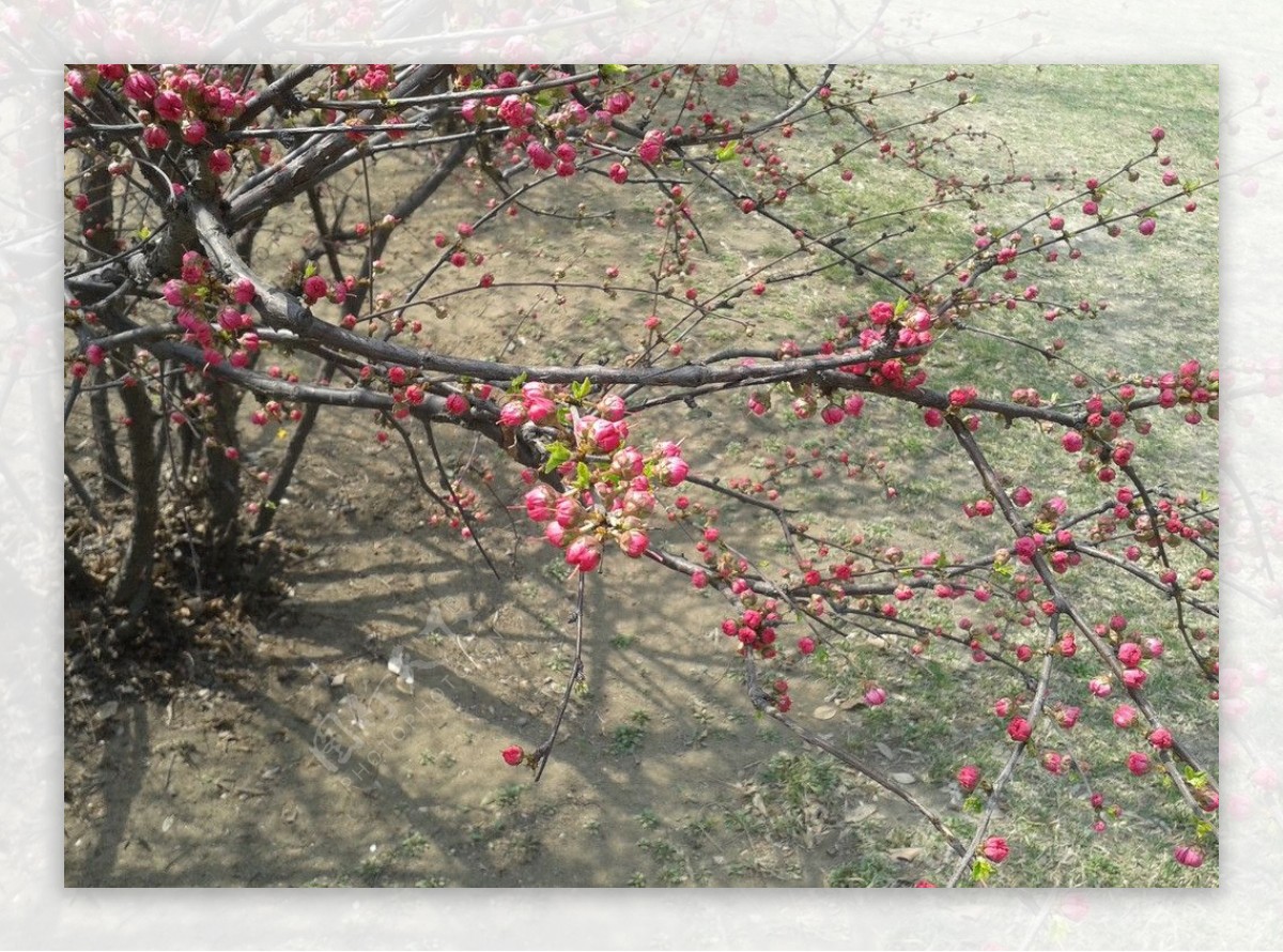 樱花蓓蕾图片