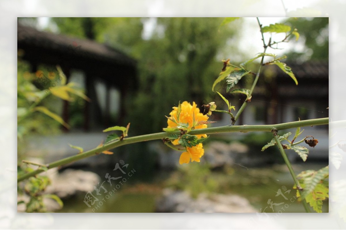 徽州园林一枝花图片