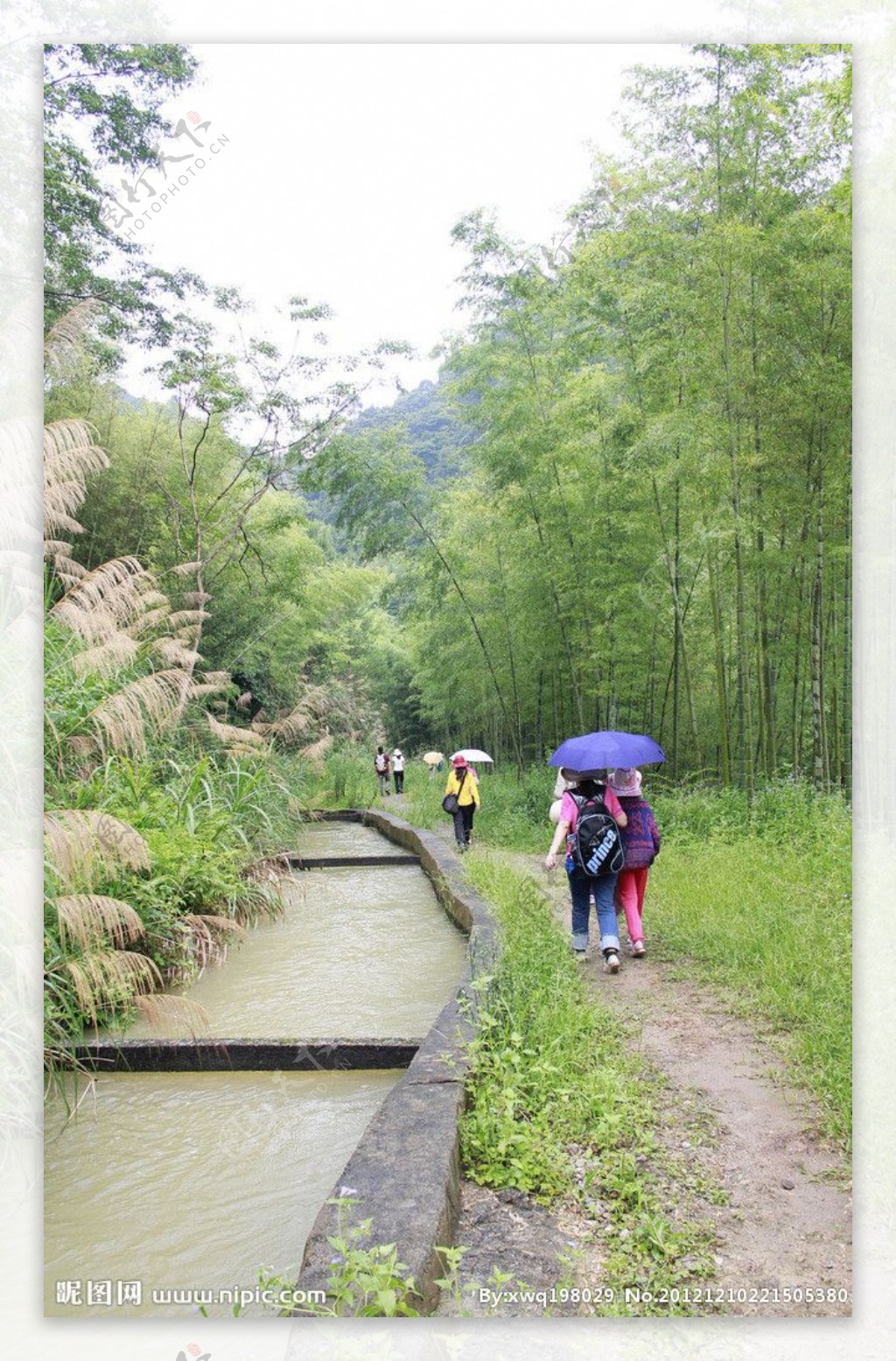 竹林水渠图片