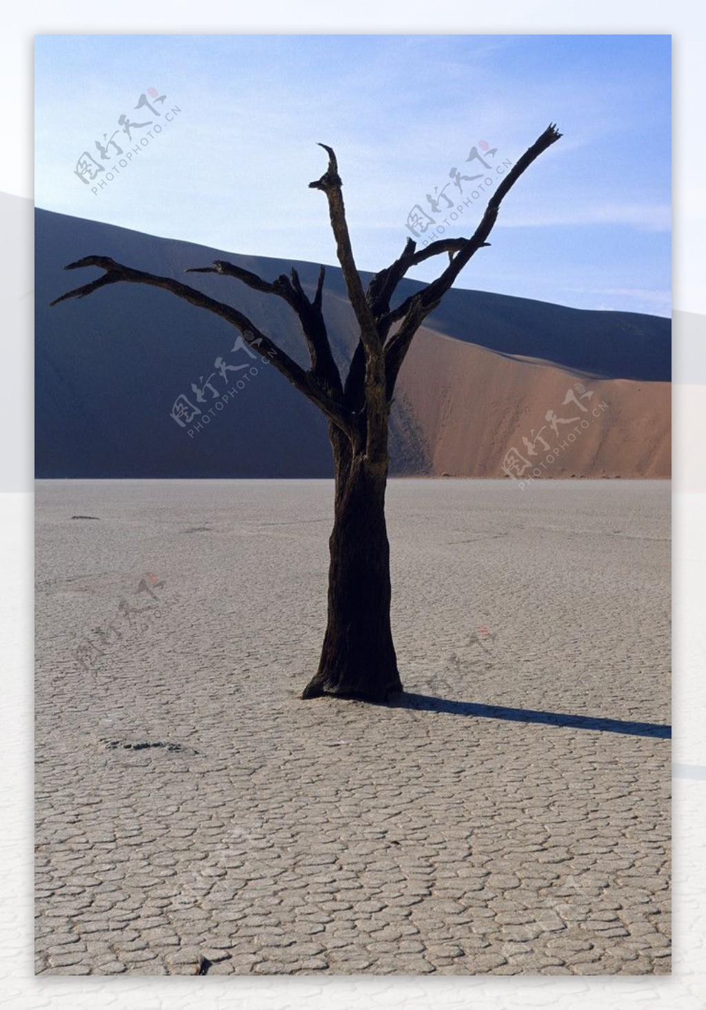 枯枝沙漠戈壁图片