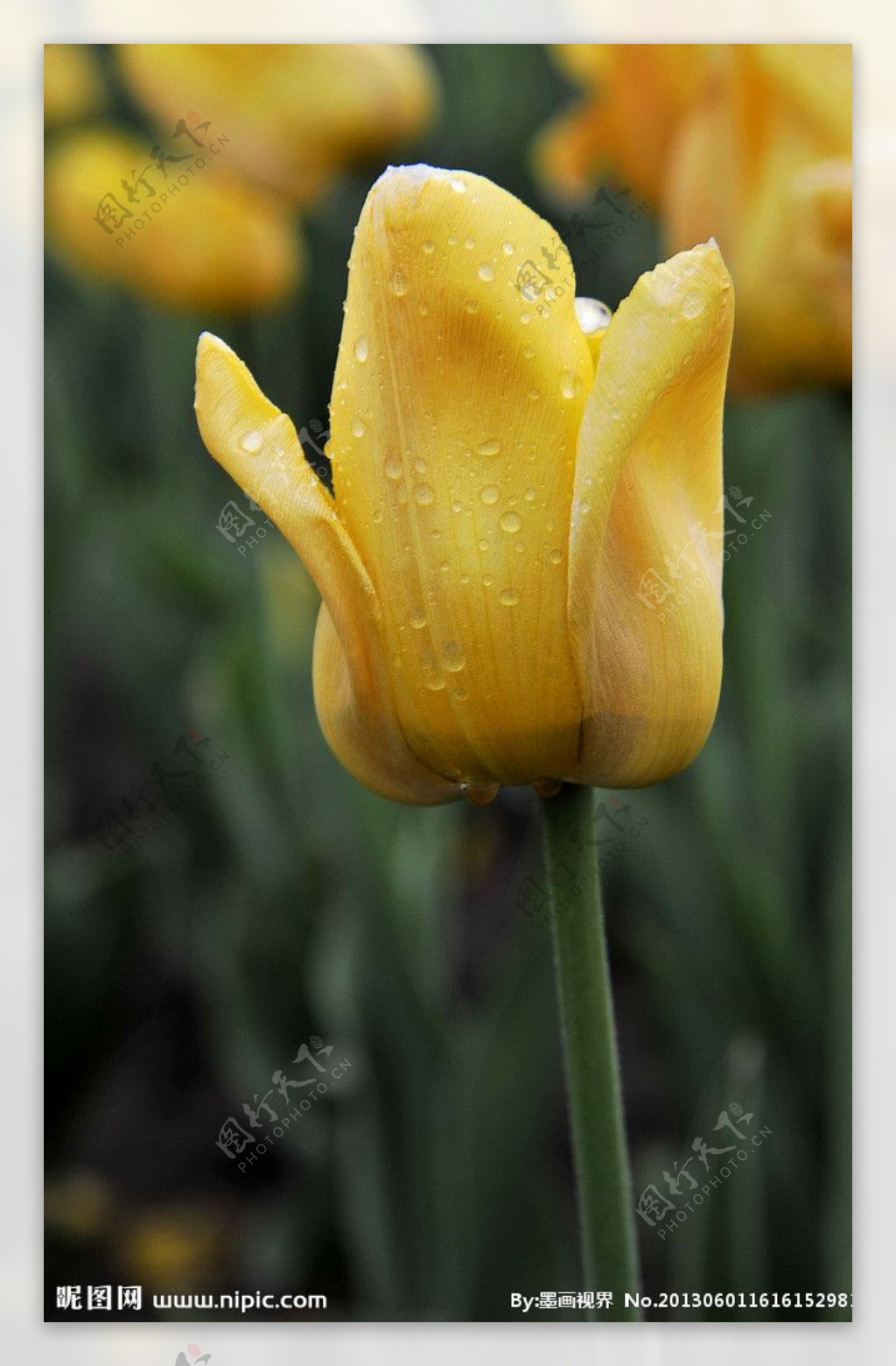 雨后黄色郁金香图片