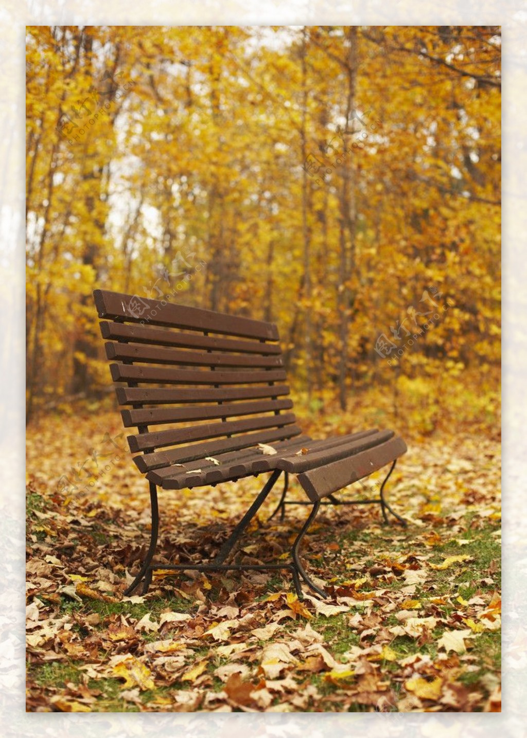 落叶知秋枫树林中的长椅图片