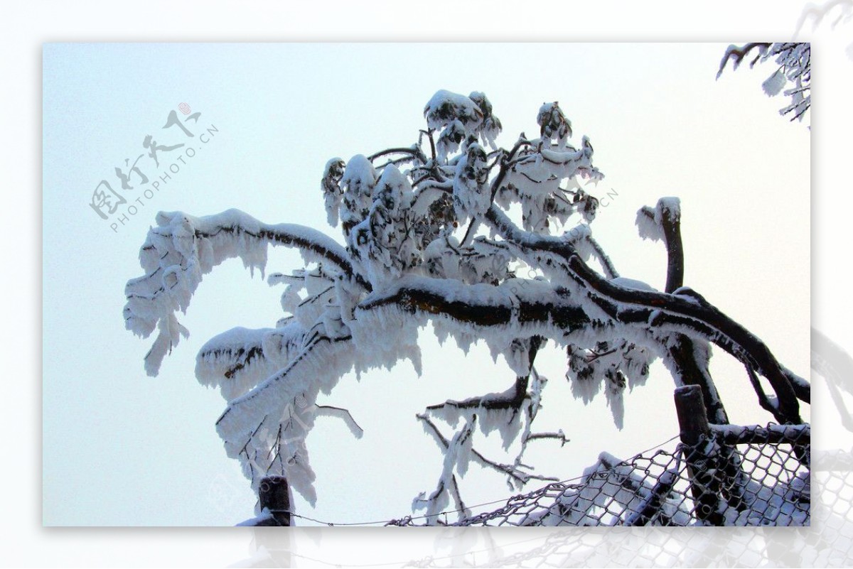 雪景峨眉山雪树图片