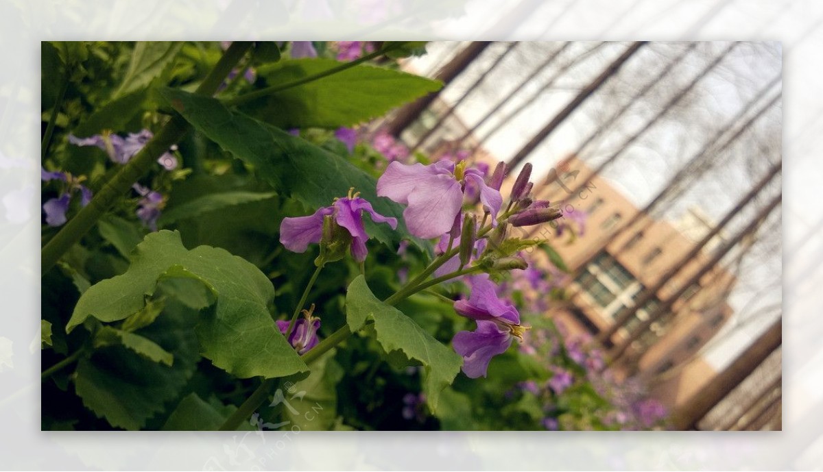 清新淡紫二月兰图片
